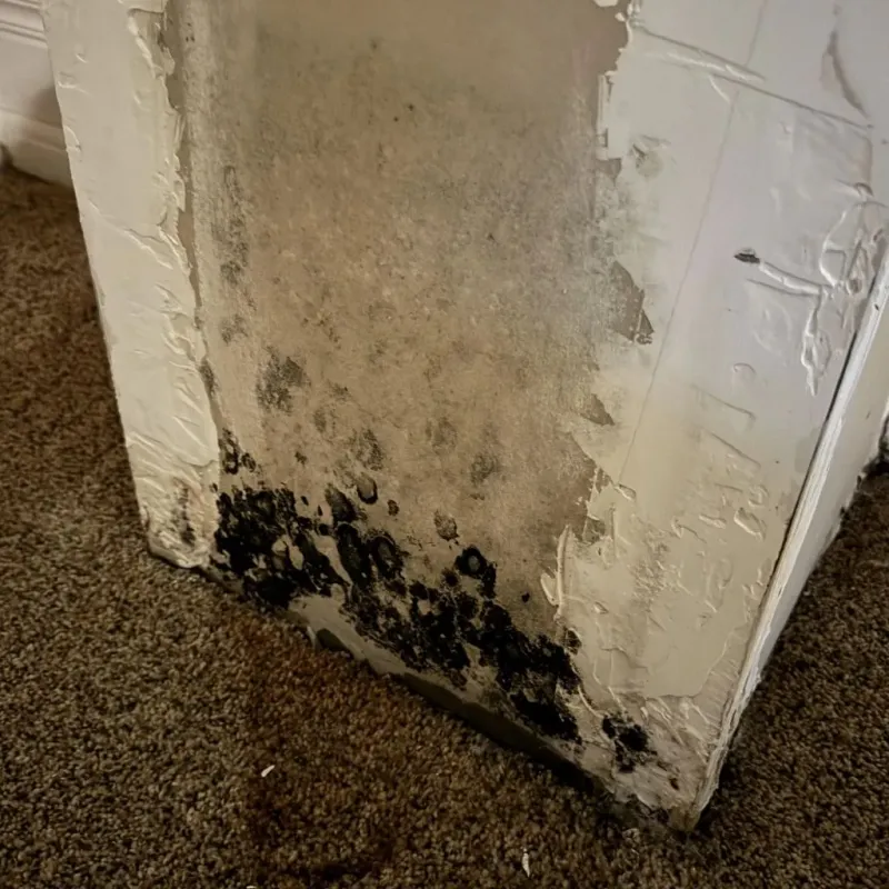 Professional Mold Removal in Newberry, FL